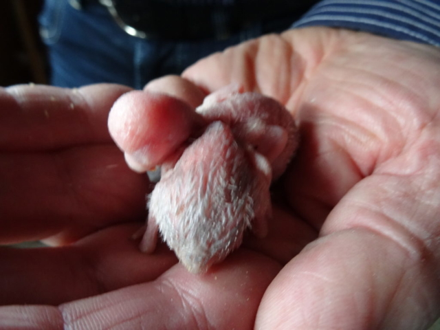 Zwei ganz junge Vögel auf meiner Hand