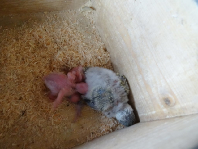 Ein Blick ins Nest mit zwei Jungen